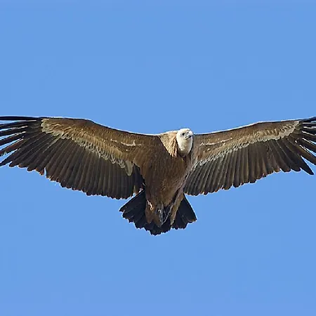 Cielo Abierto Berzocana