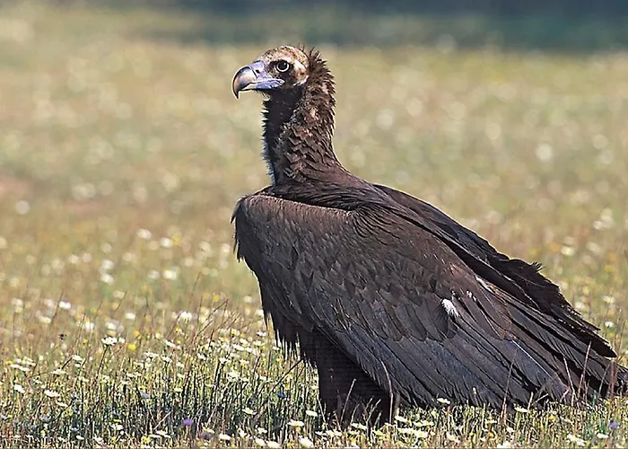 Апартаменты Cielo Abierto *