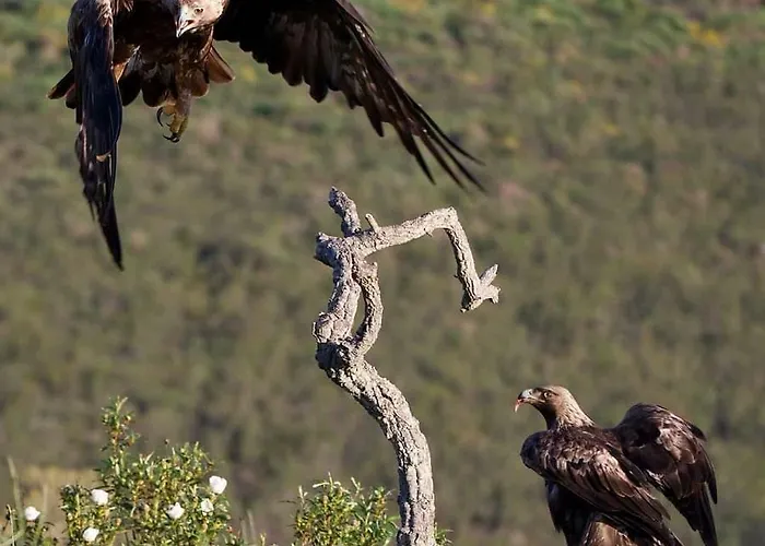 公寓 阿比尔托公寓 Berzocana