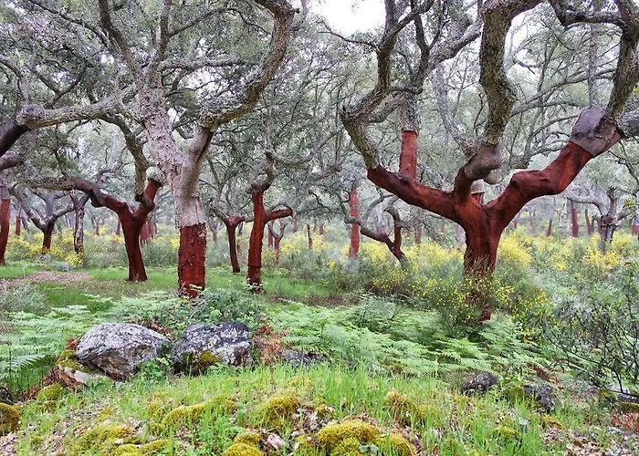 Cielo Abierto * Берсокана